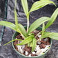 Cattleya BC  in 4 inch pot