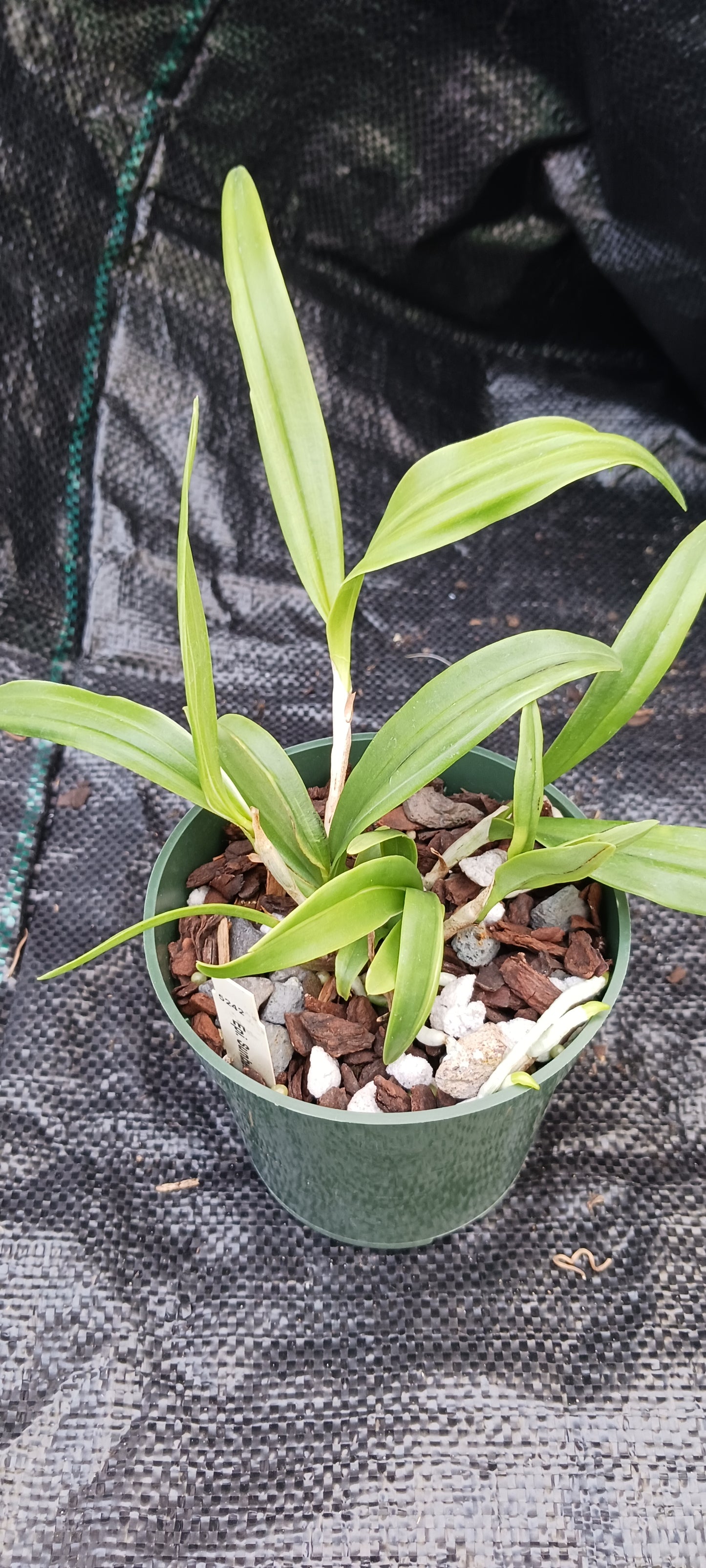 Cattleya BC  in 4 inch pot
