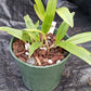Cattleya BC  in 4 inch pot
