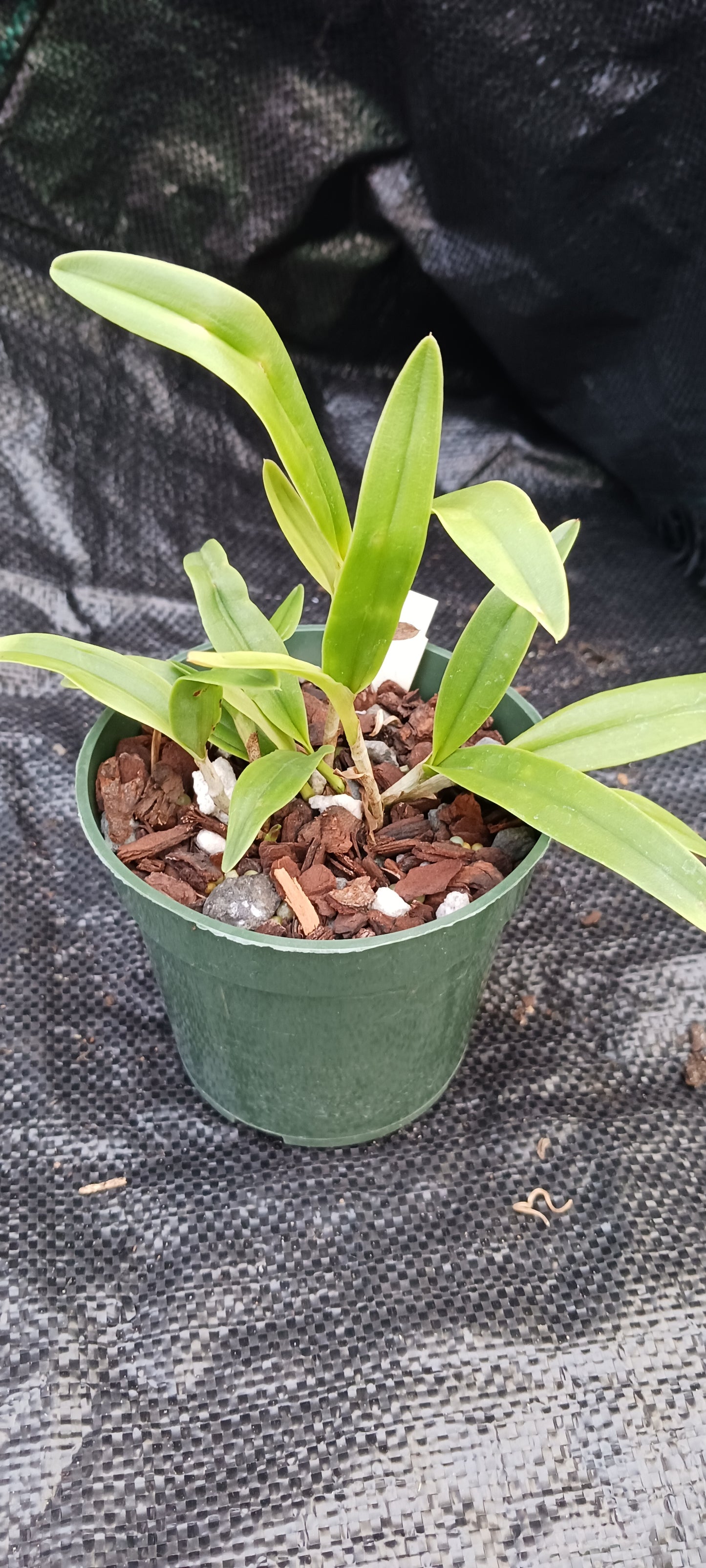 Cattleya BC  in 4 inch pot