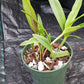 Cattleya BC  in 4 inch pot