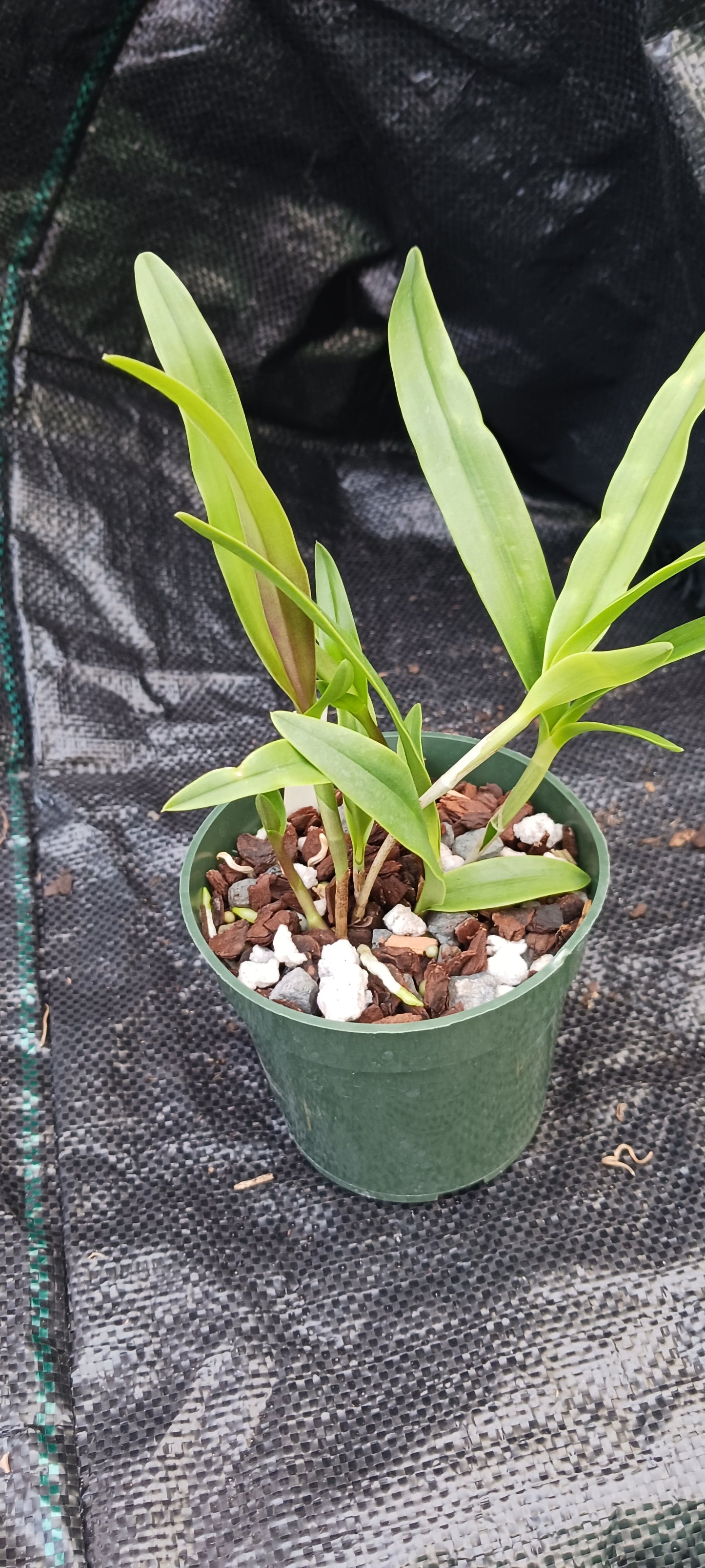 Cattleya BC  in 4 inch pot