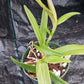 Cattleya BC  in 4 inch pot