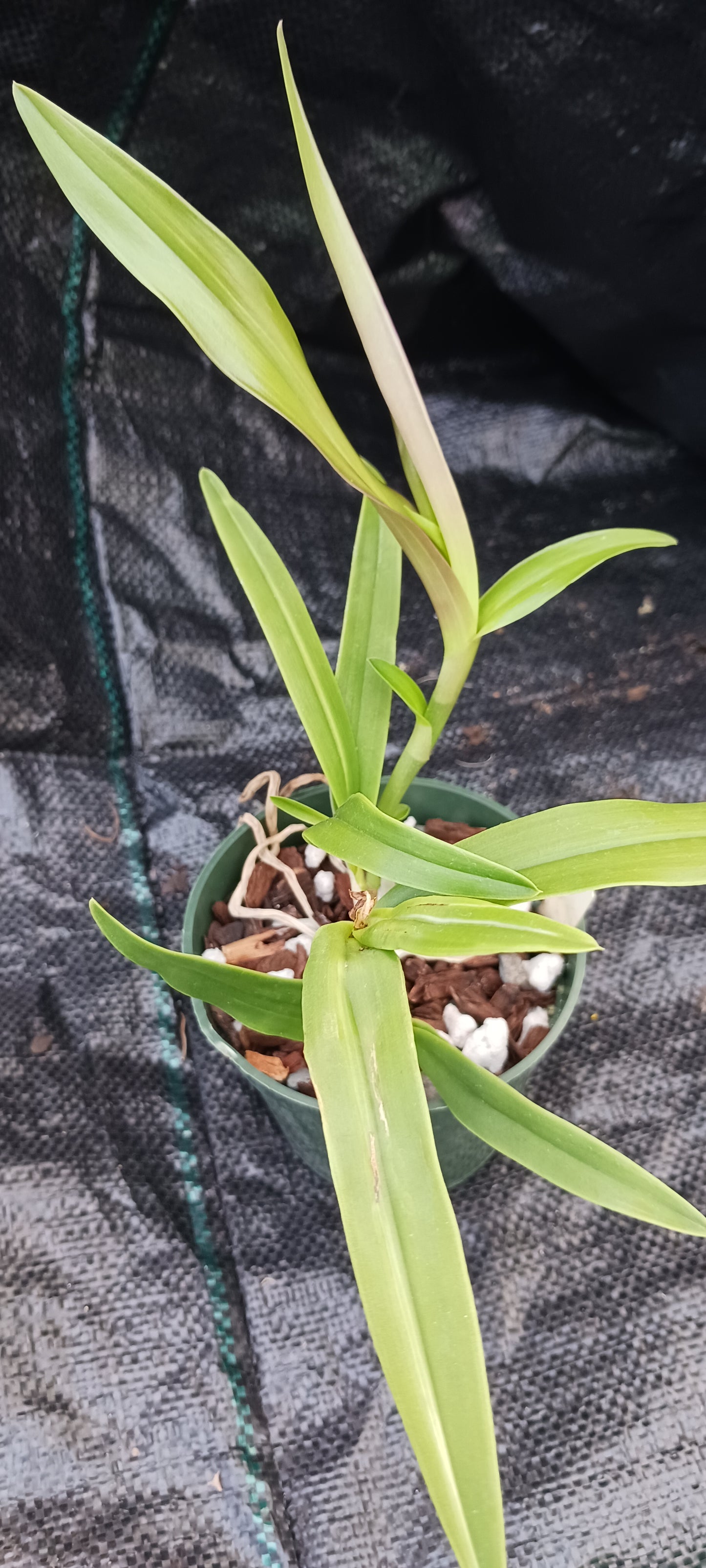 Cattleya BC  in 4 inch pot