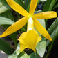 Cattleya Chz. Hsinying Naranja in 4 inch pot