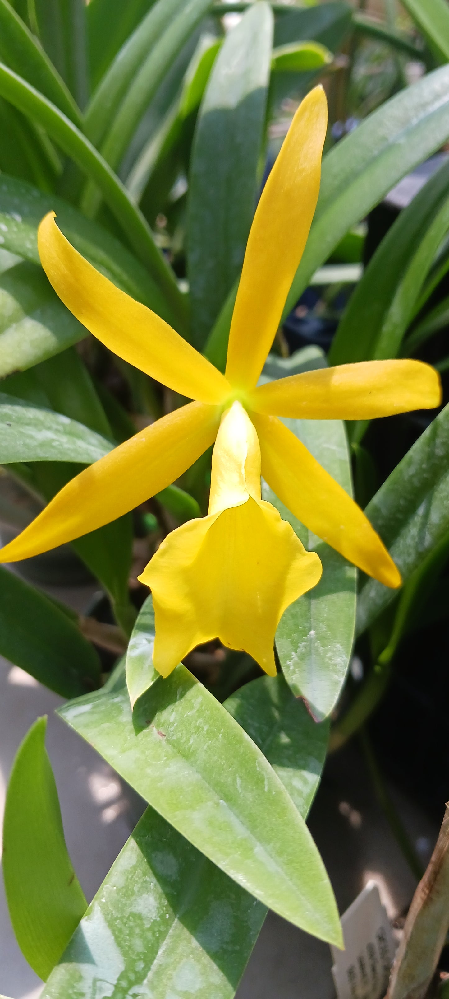 Cattleya Chz. Hsinying Naranja in 4 inch pot