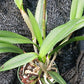 Cattleya C Triginodosa x Rcv David Sanders in 4 inch pot