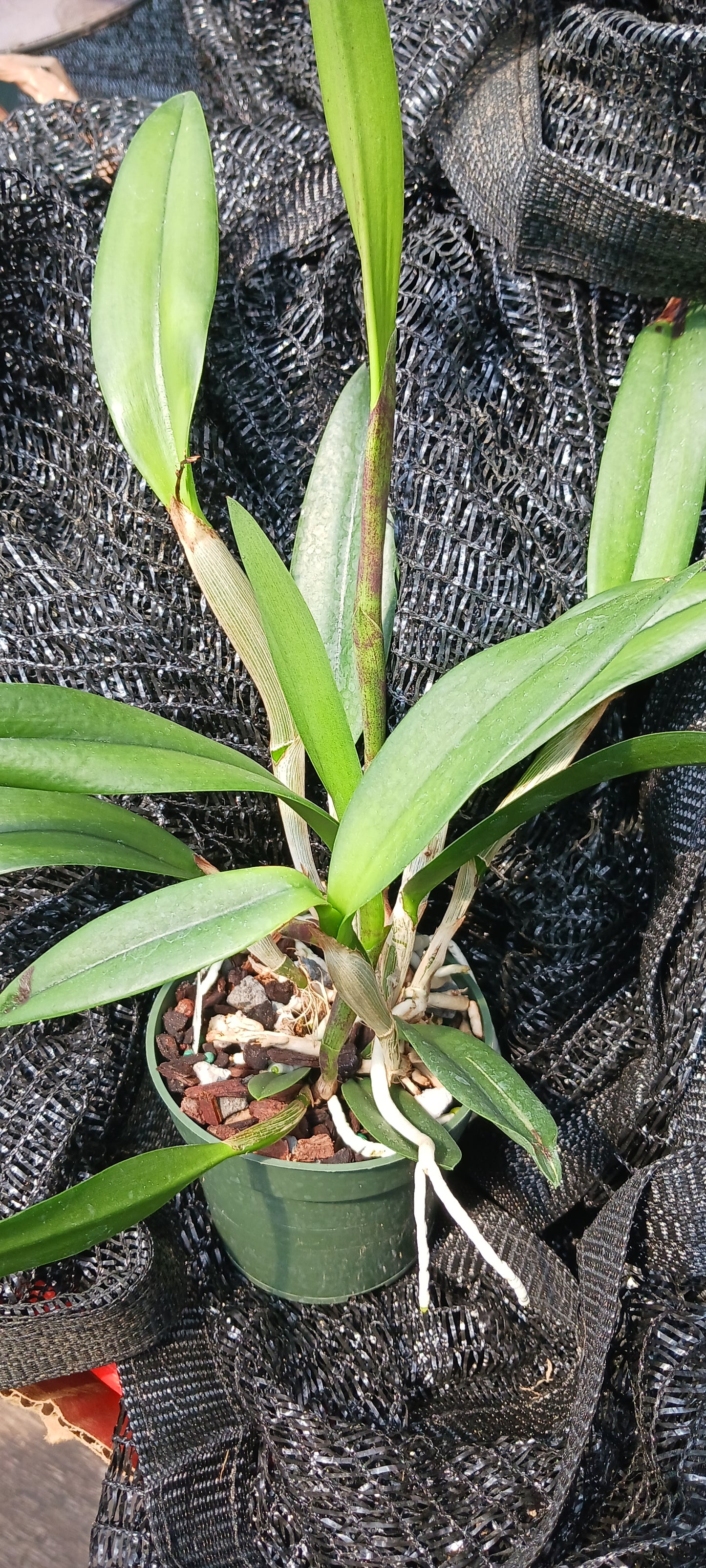 Cattleya C Triginodosa x Rcv David Sanders in 4 inch pot