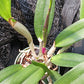 Cattleya C Triginodosa x Rcv David Sanders in 4 inch pot