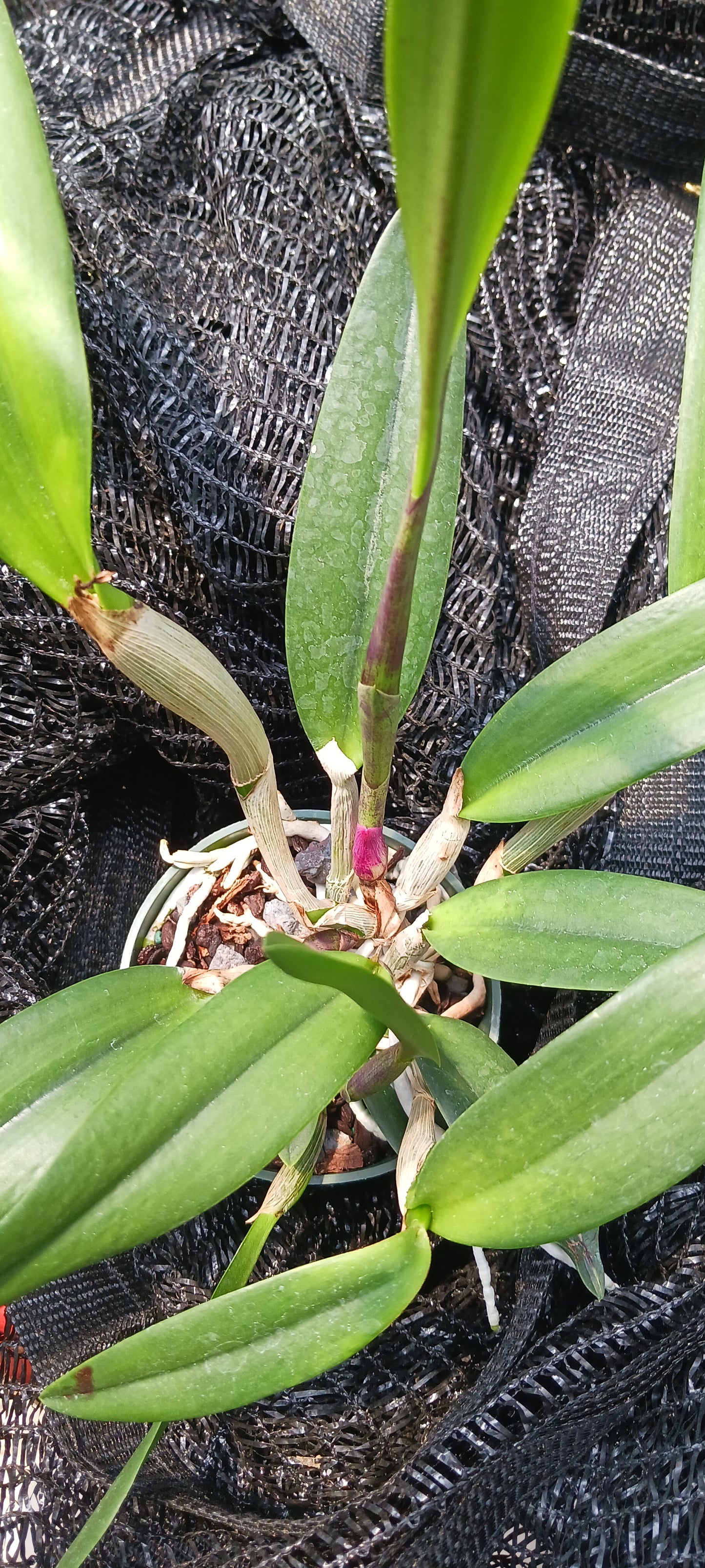 Cattleya C Triginodosa x Rcv David Sanders in 4 inch pot