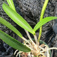 Cattleya C Triginodosa x Rcv David Sanders in 4 inch pot