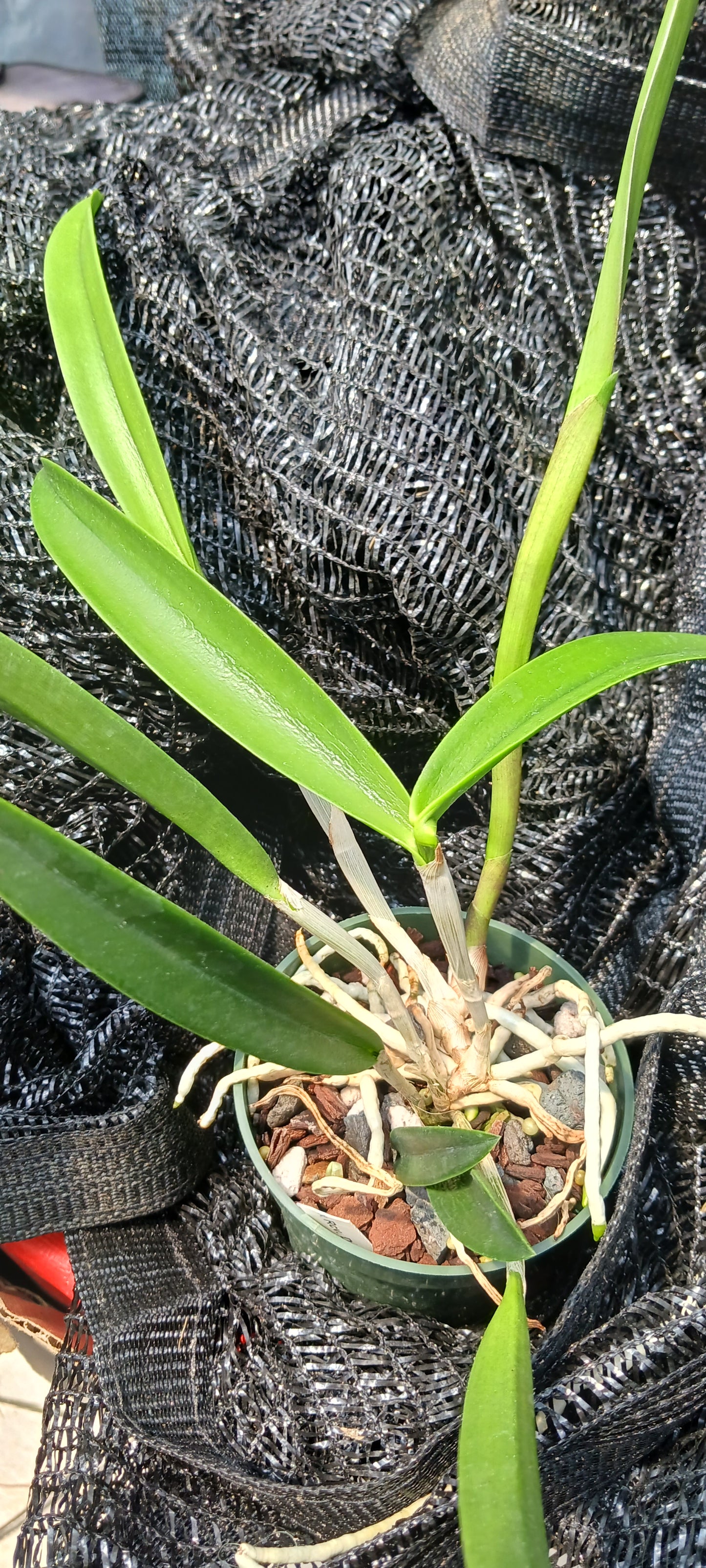 Cattleya C Triginodosa x Rcv David Sanders in 4 inch pot