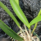 Cattleya C Triginodosa x Rcv David Sanders in 4 inch pot