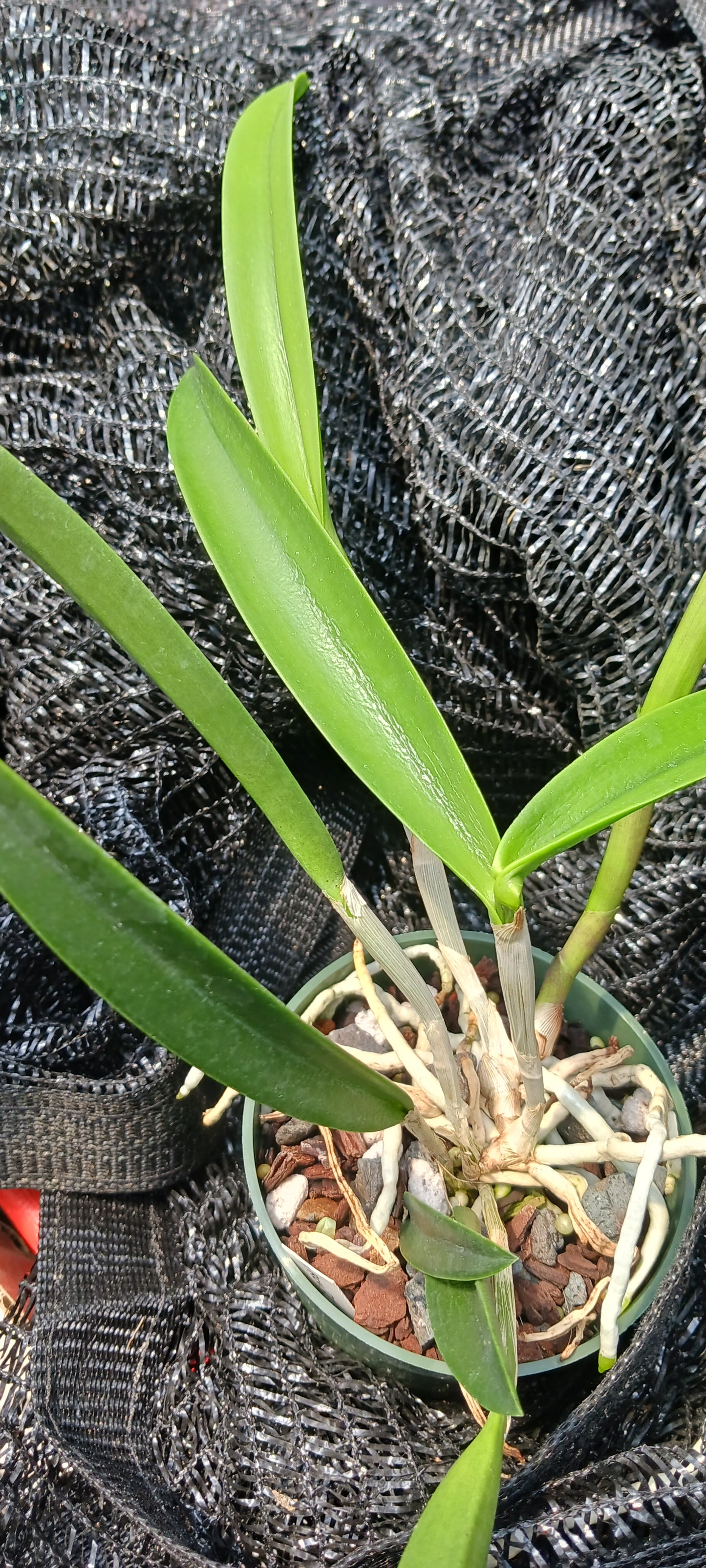 Cattleya C Triginodosa x Rcv David Sanders in 4 inch pot