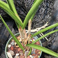 Cattleya C Triginodosa x Rcv David Sanders in 4 inch pot