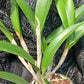 Cattleya C Triginodosa x Rcv David Sanders in 4 inch pot