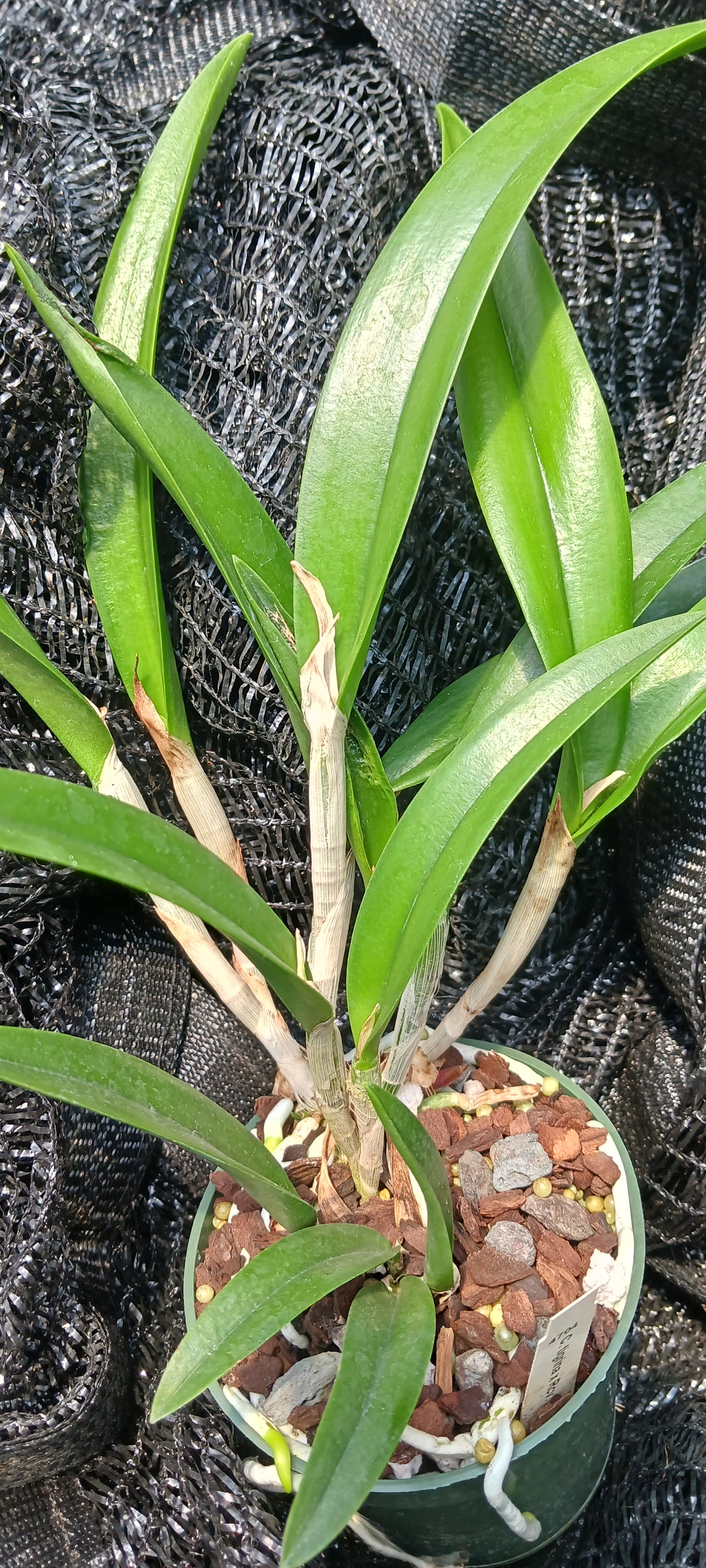 Cattleya C Triginodosa x Rcv David Sanders in 4 inch pot