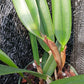 Cattleya RLC Helen in 4 inch pot Bulk Wholesale Pack