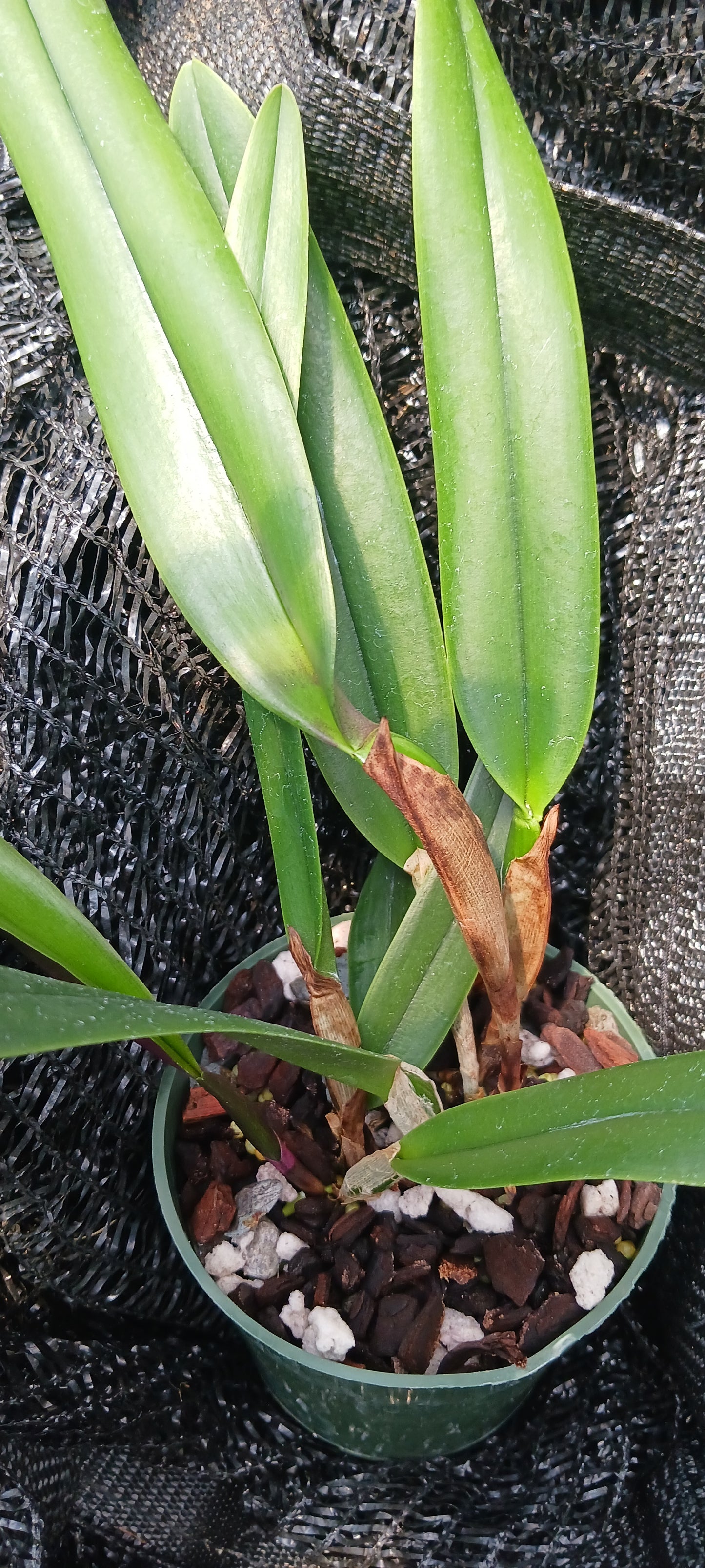 Cattleya RLC Helen in 4 inch pot Bulk Wholesale Pack