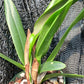 Cattleya RLC Helen in 4 inch pot Bulk Wholesale Pack