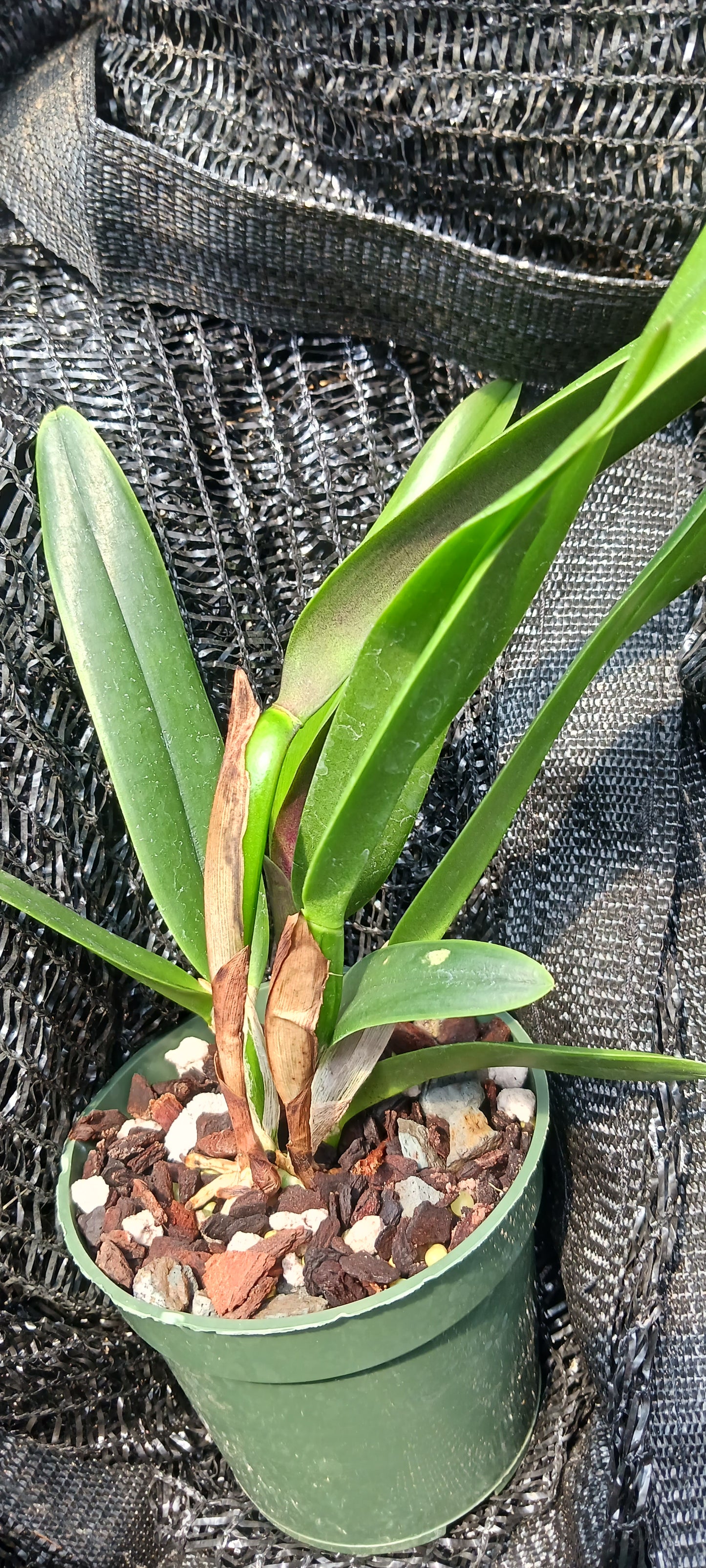Cattleya RLC Helen in 4 inch pot Bulk Wholesale Pack