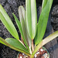 Cattleya RLC Helen in 4 inch pot Bulk Wholesale Pack