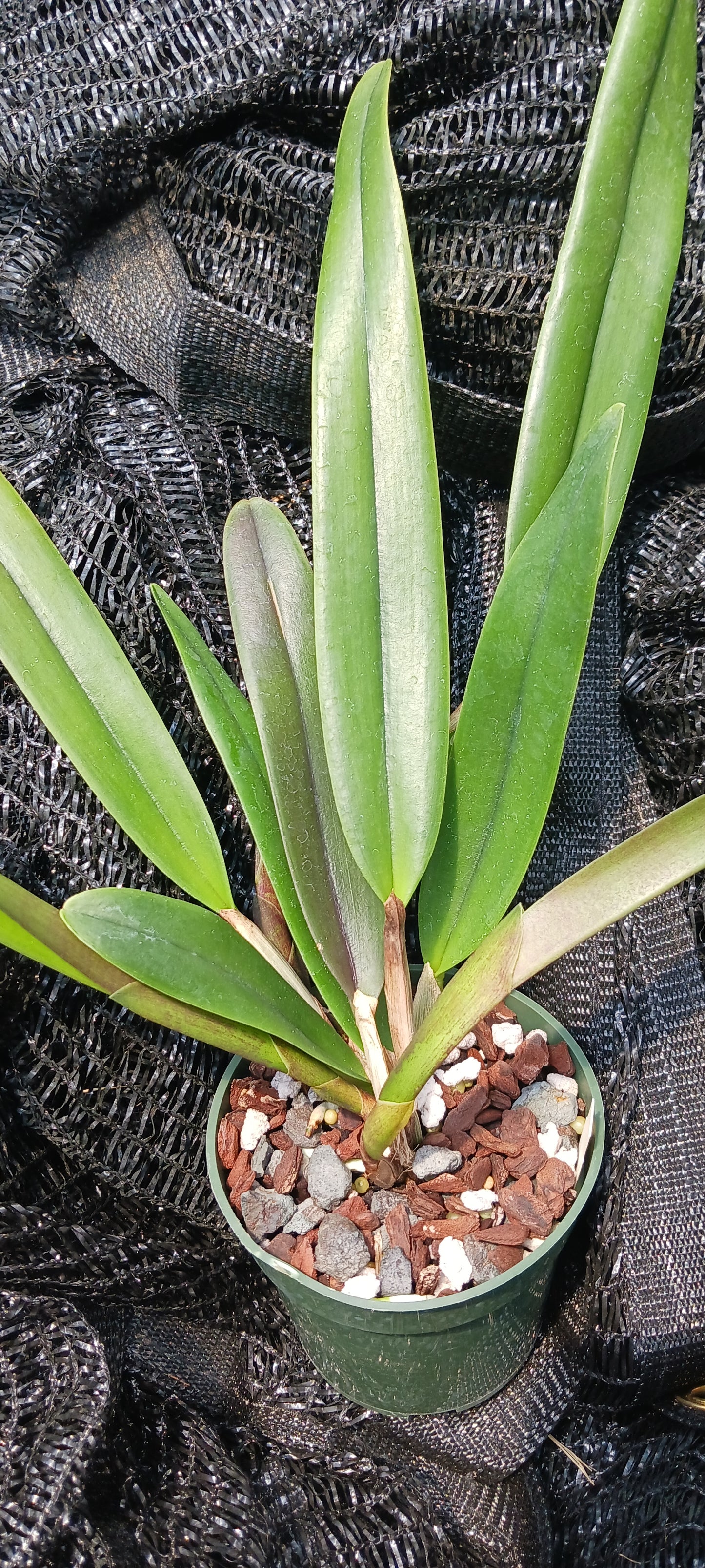 Cattleya RLC Helen in 4 inch pot Bulk Wholesale Pack