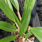 Cattleya RLC Helen in 4 inch pot Bulk Wholesale Pack