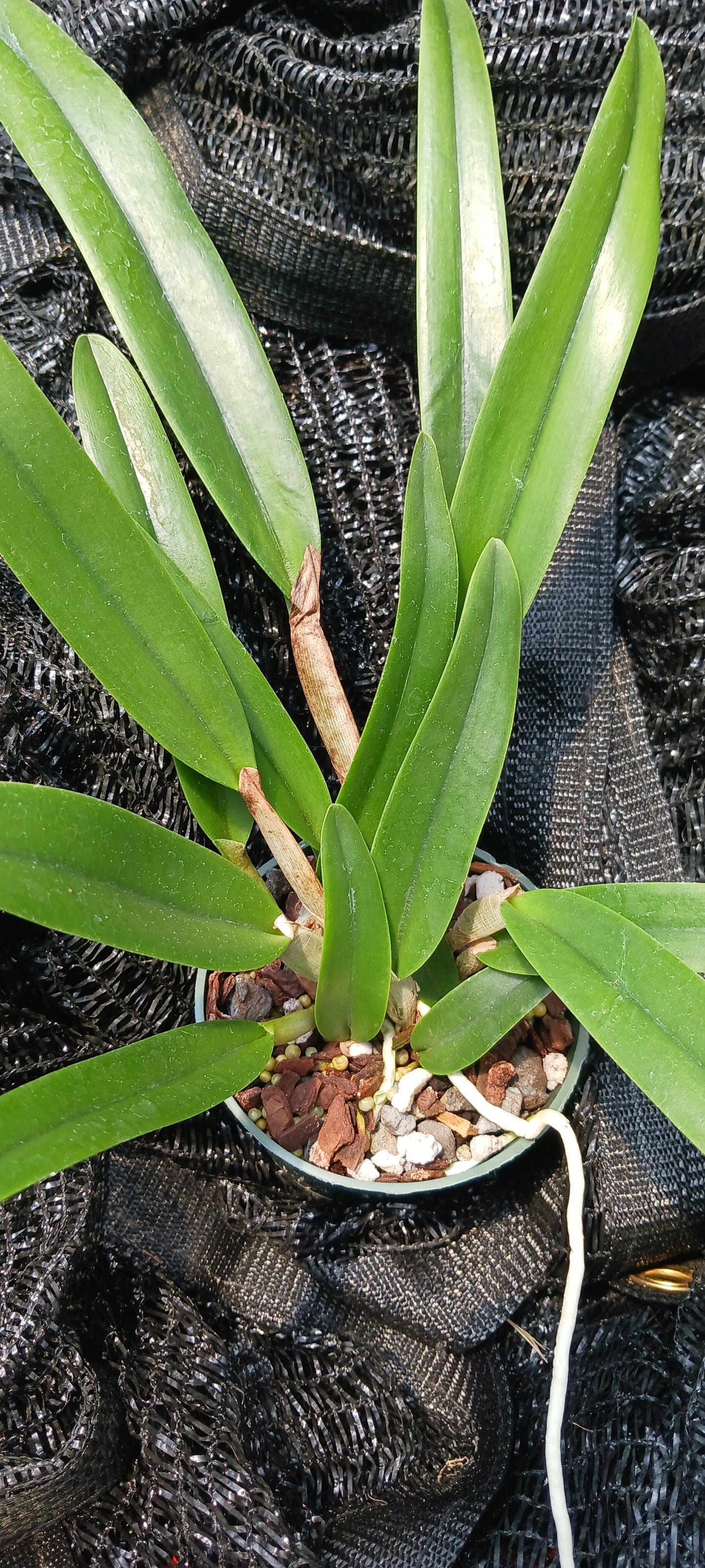 Cattleya RLC Helen in 4 inch pot Bulk Wholesale Pack