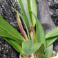 Cattleya RLC Helen in 4 inch pot Bulk Wholesale Pack