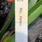 Cattleya RLC Helen in 4 inch pot Bulk Wholesale Pack