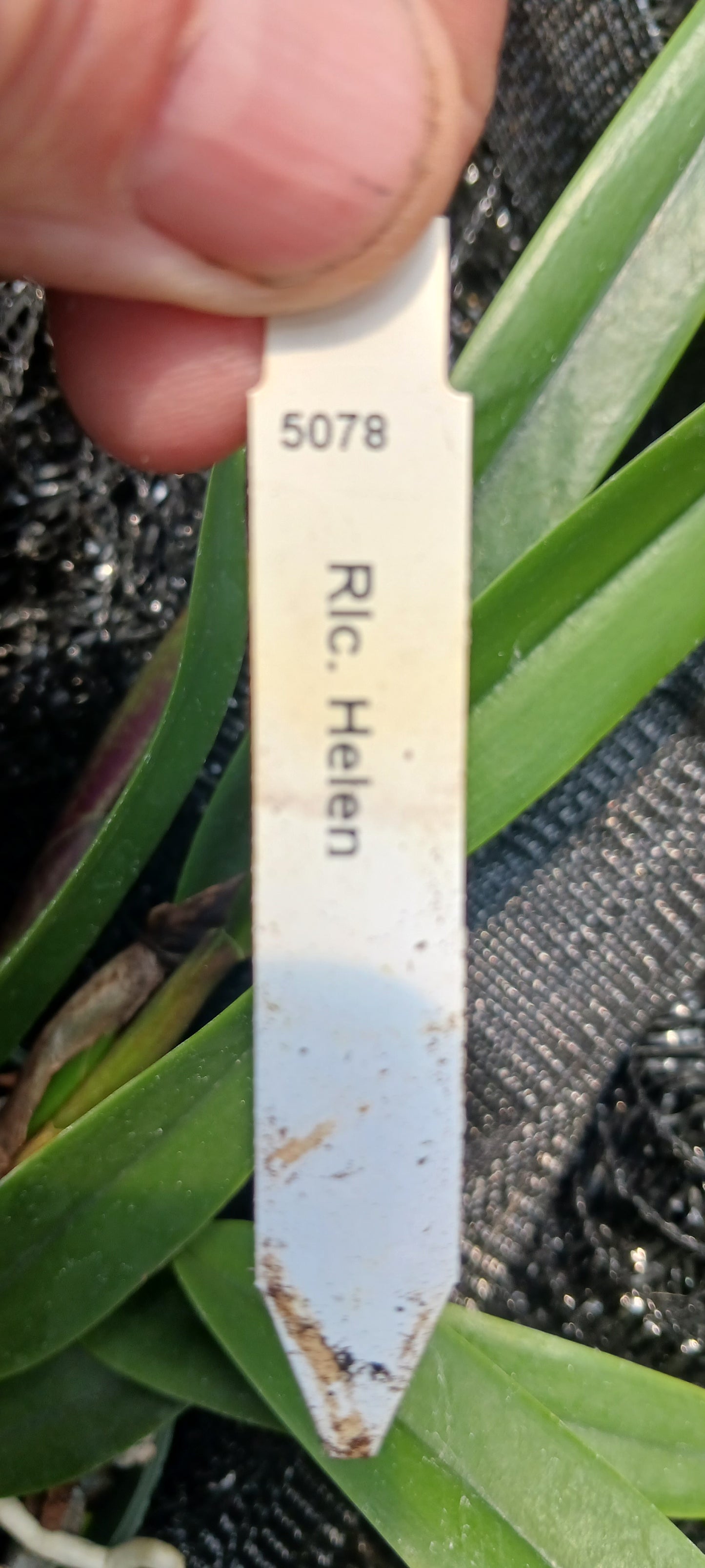 Cattleya RLC Helen in 4 inch pot Bulk Wholesale Pack