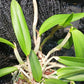 Orchid Cattleya Rcv Jimminey Cricket Raingreen's Super x C Heathii 4 inch pots