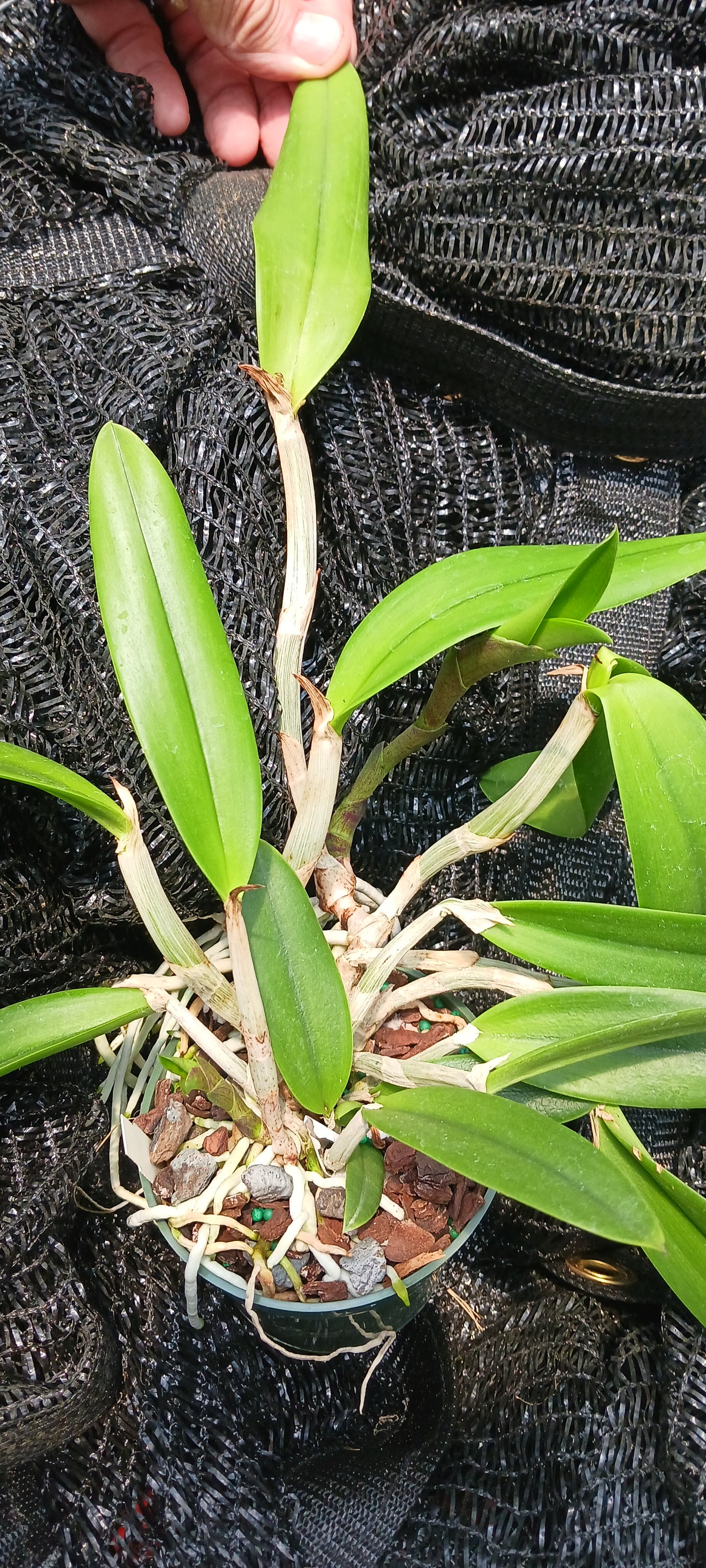 Orchid Cattleya Rcv Jimminey Cricket Raingreen's Super x C Heathii 4 inch pots