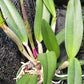 Orchid Cattleya Rcv Jimminey Cricket Raingreen's Super x C Heathii 4 inch pots