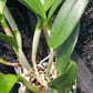 Orchid Cattleya Rcv Jimminey Cricket Raingreen's Super x C Heathii 4 inch pots