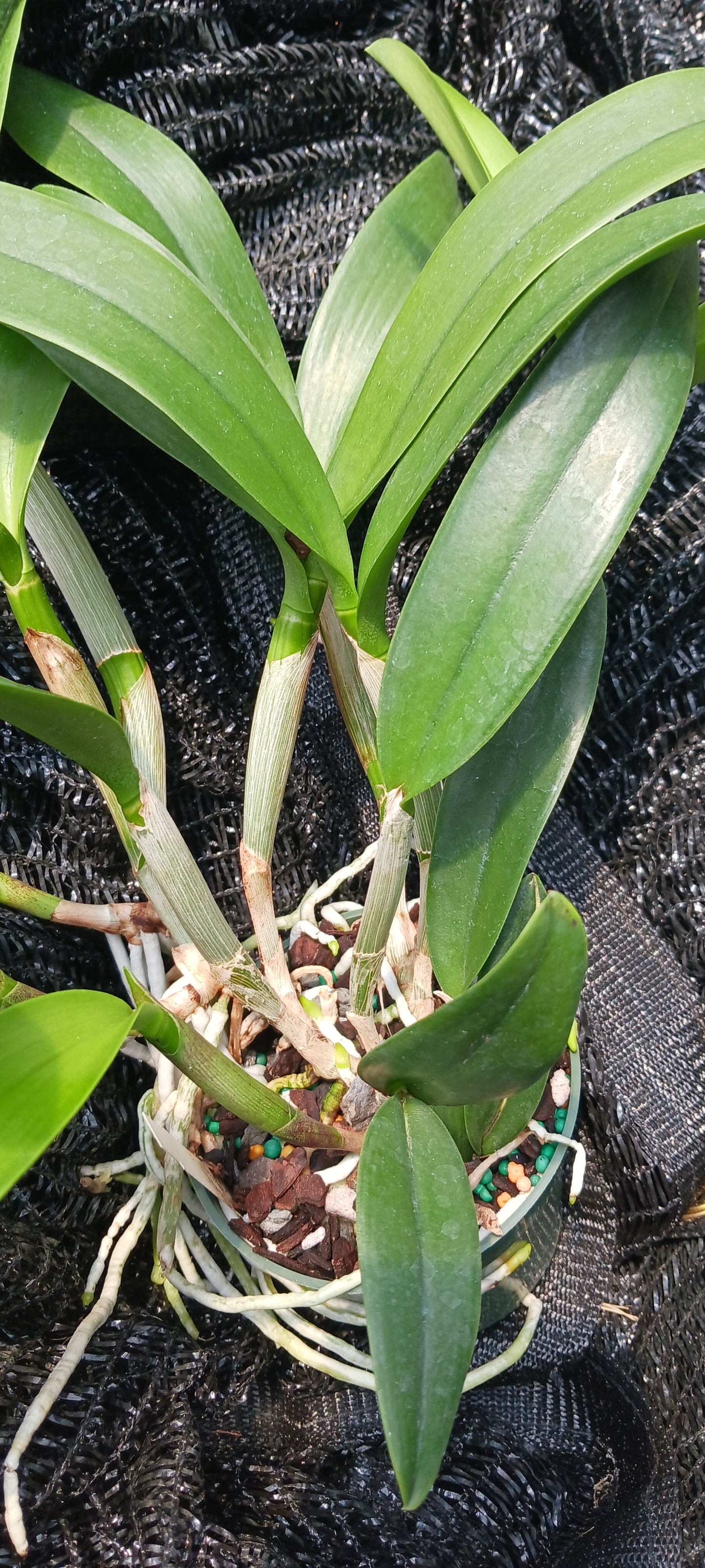 Orchid Cattleya Rcv Jimminey Cricket Raingreen's Super x C Heathii 4 inch pots