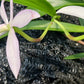 Orchid Cattleya Rcv Jimminey Cricket Raingreen's Super x C Heathii 4 inch pots