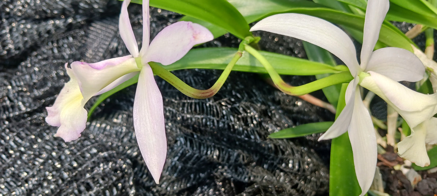 Orchid Cattleya Rcv Jimminey Cricket Raingreen's Super x C Heathii 4 inch pots