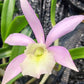 Orchid Cattleya Rcv Jimminey Cricket Raingreen's Super x C Heathii 4 inch pots