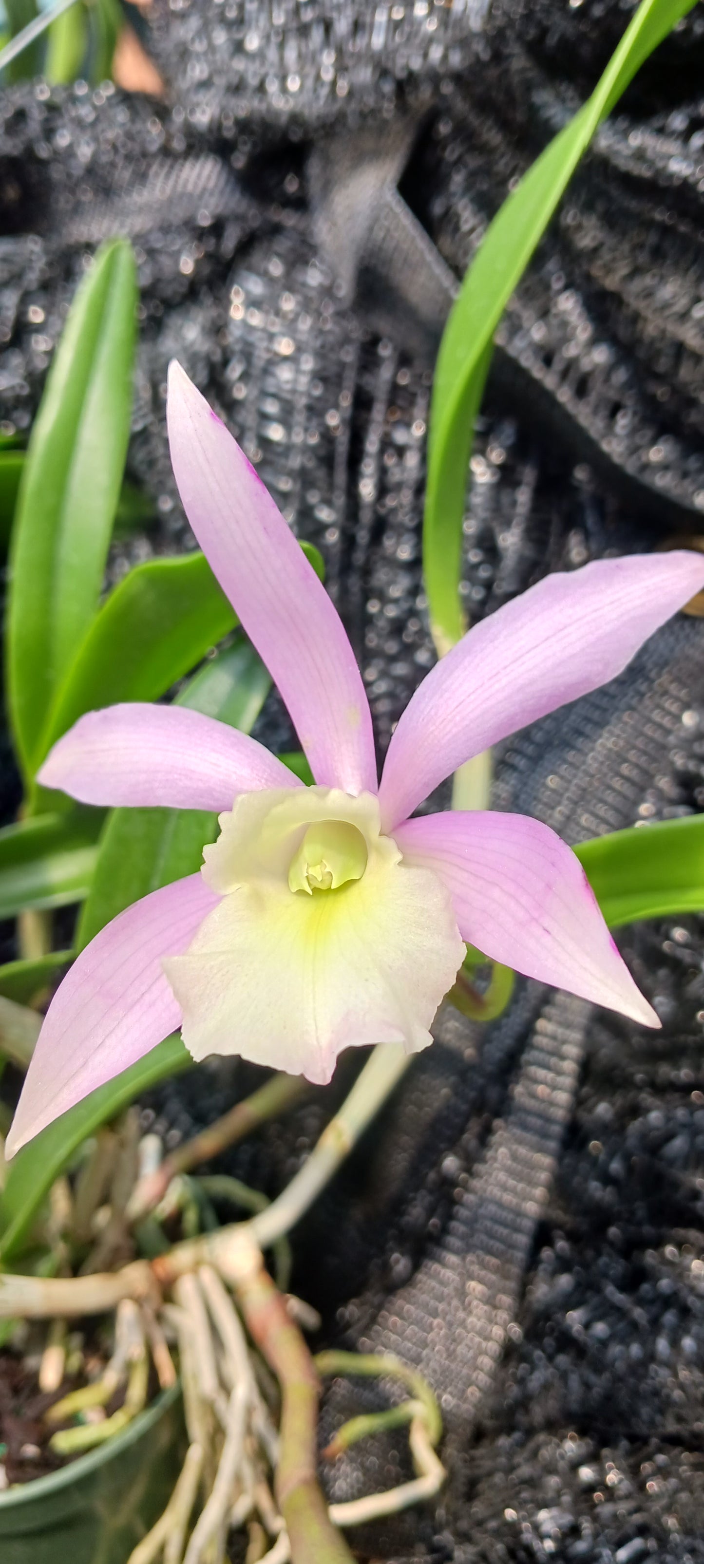 Orchid Cattleya Rcv Jimminey Cricket Raingreen's Super x C Heathii 4 inch pots
