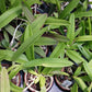 Cattleya Bc Mary Dodson in 2 inch pot