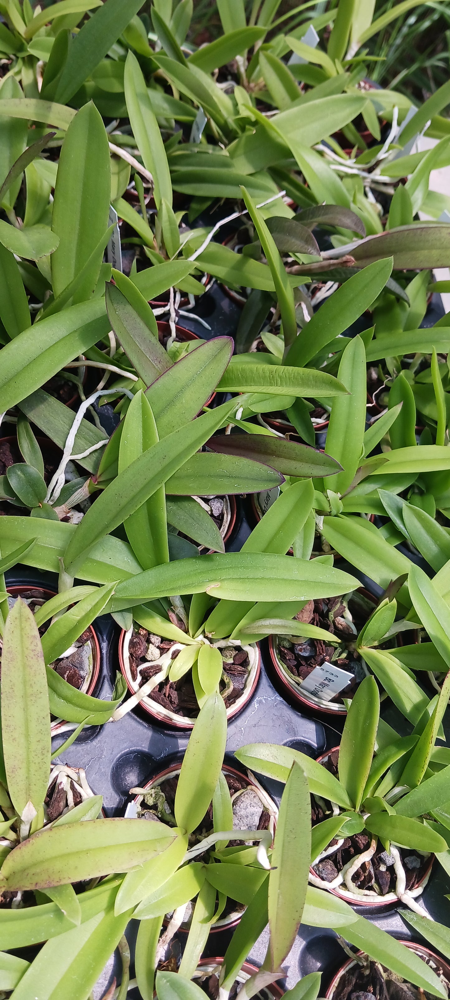 Cattleya Bc Mary Dodson in 2 inch pot