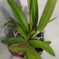 Cattleya Bc Mary Dodson in 2 inch pot