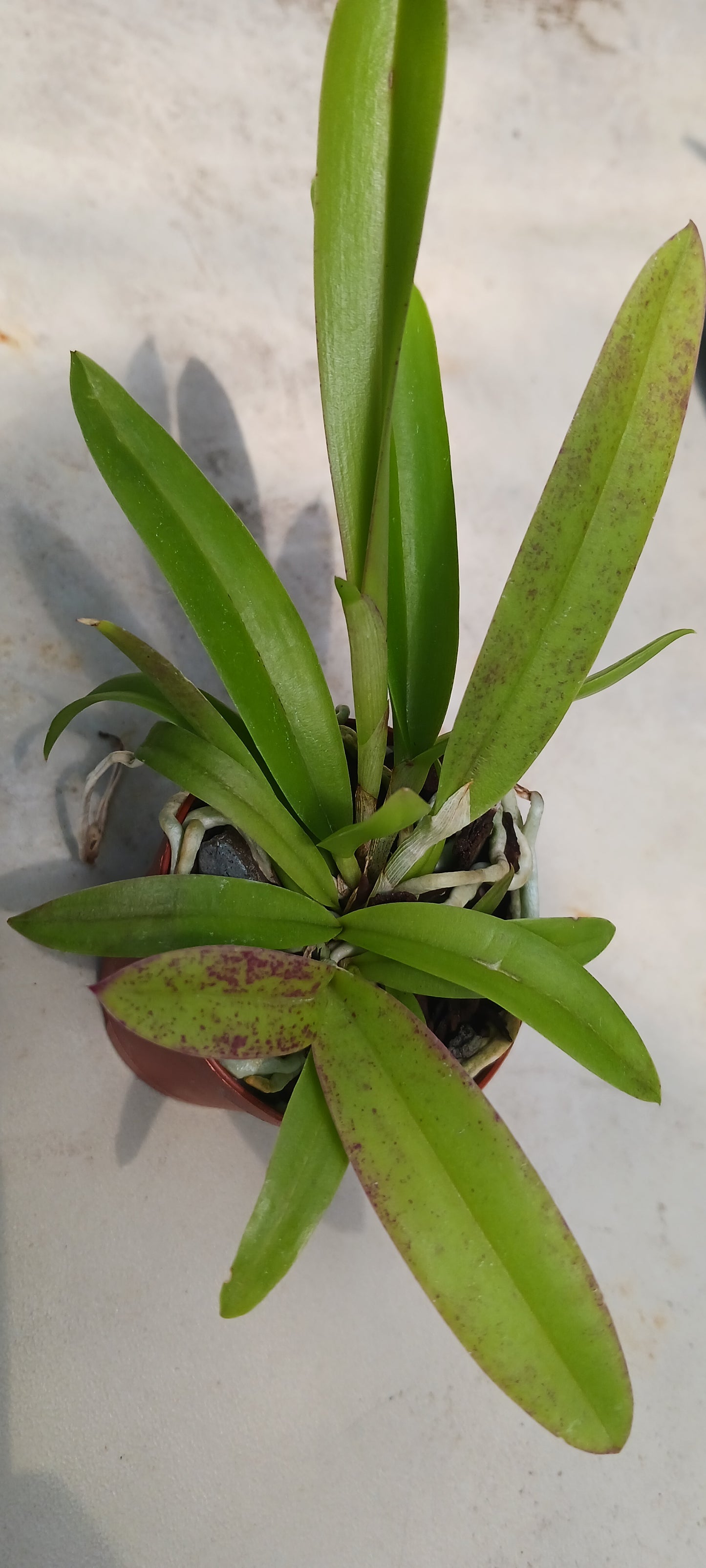 Cattleya Bc Mary Dodson in 2 inch pot