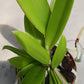 Cattleya Bc Mary Dodson in 2 inch pot