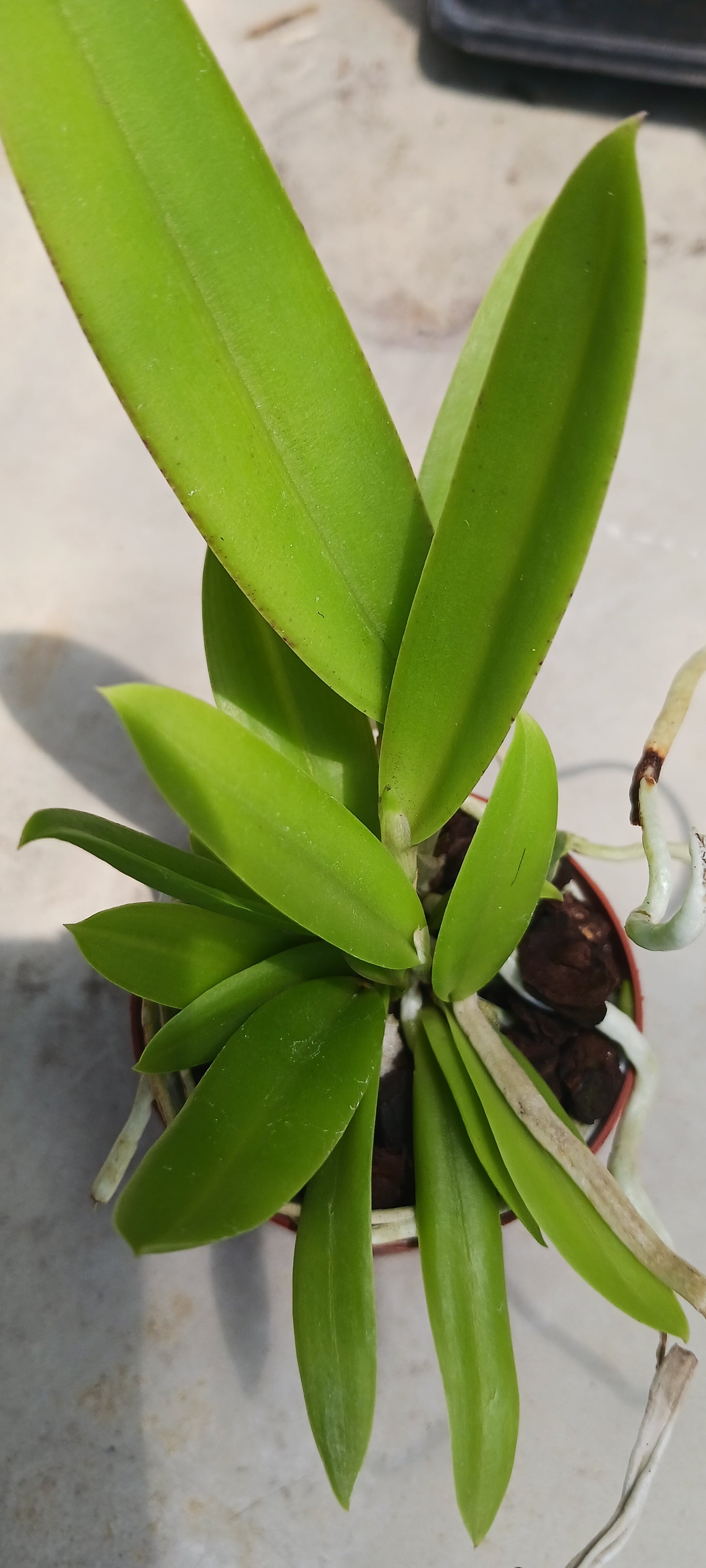 Cattleya Bc Mary Dodson in 2 inch pot