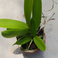 Cattleya Bc Mary Dodson in 2 inch pot