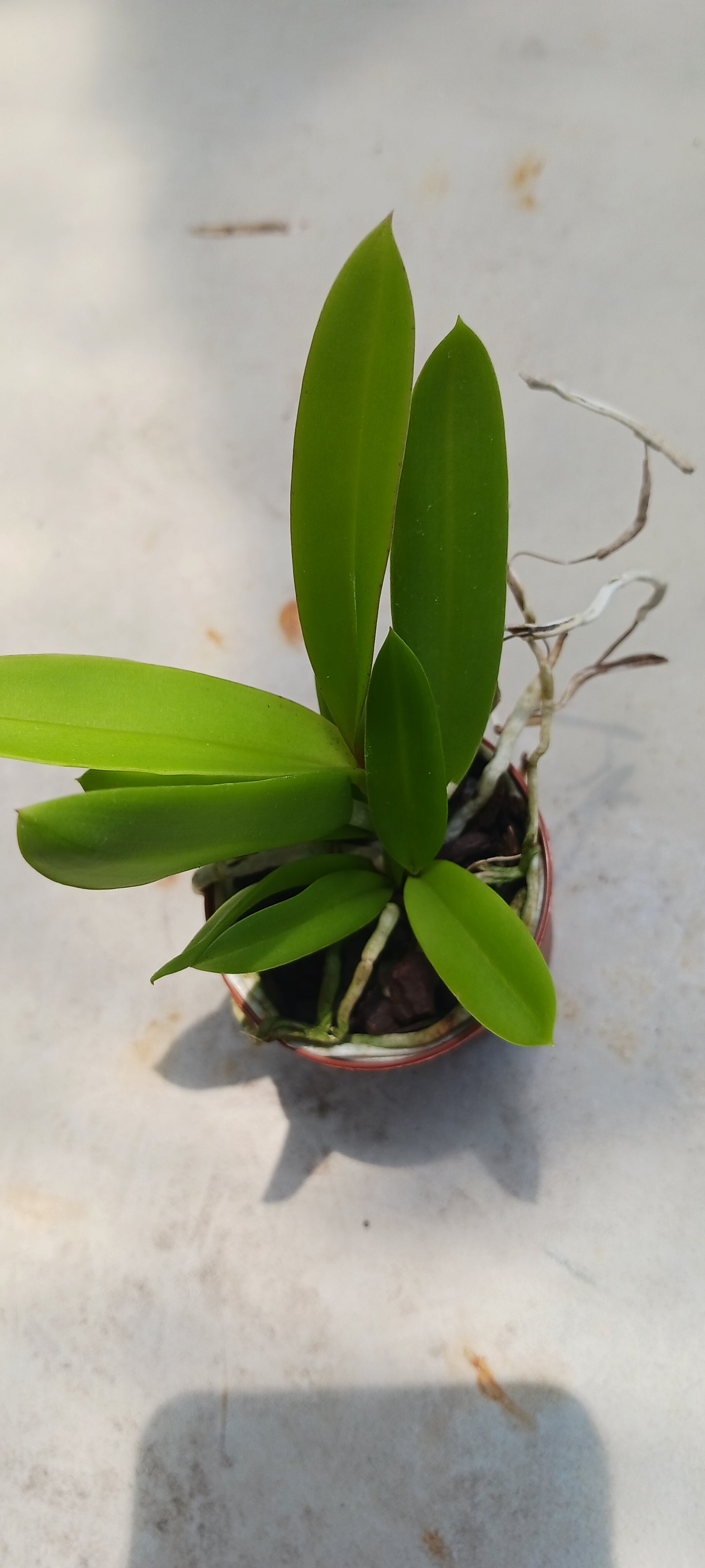 Cattleya Bc Mary Dodson in 2 inch pot