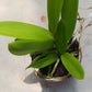 Cattleya Bc Mary Dodson in 2 inch pot